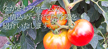 ながさわファームで愛情込めて育てた野菜を紹介いたします。