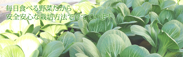 毎日食べる野菜だから、安心安全な栽培方法で育てています。